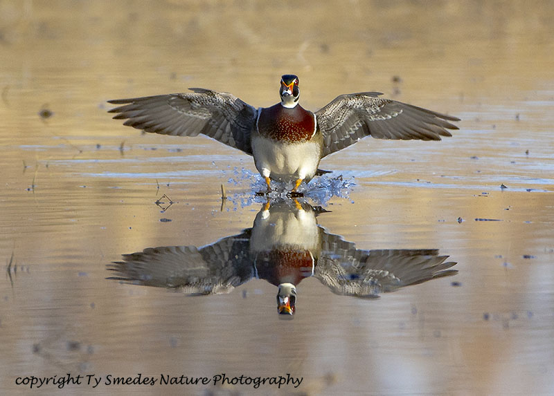 Wood Duck Drake Landing with Reflection