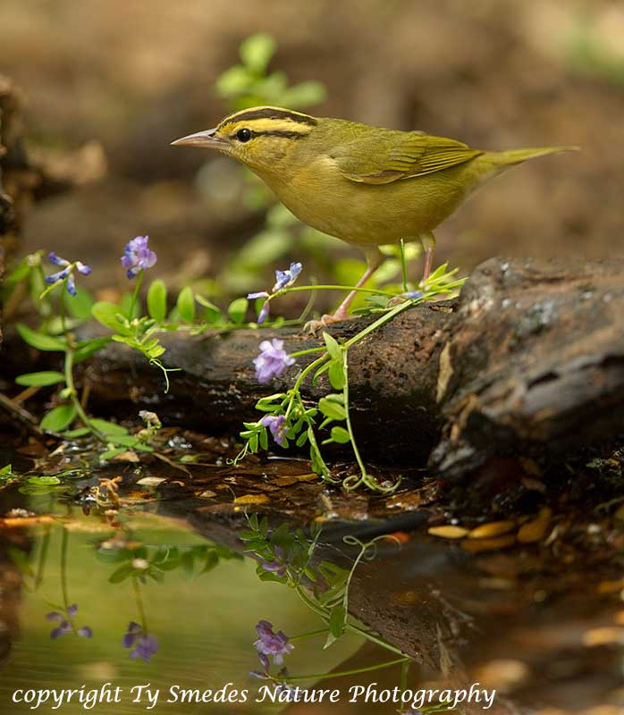 Worm-eating Warbler Reflection