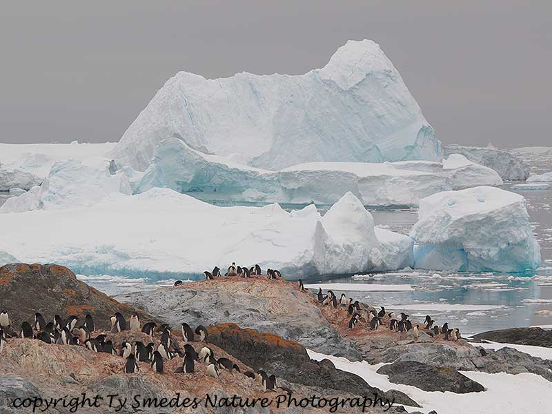 Grounded Icebergs and Adelie Penguin Colony,Yalour Islands, Antarctic Peninsula
