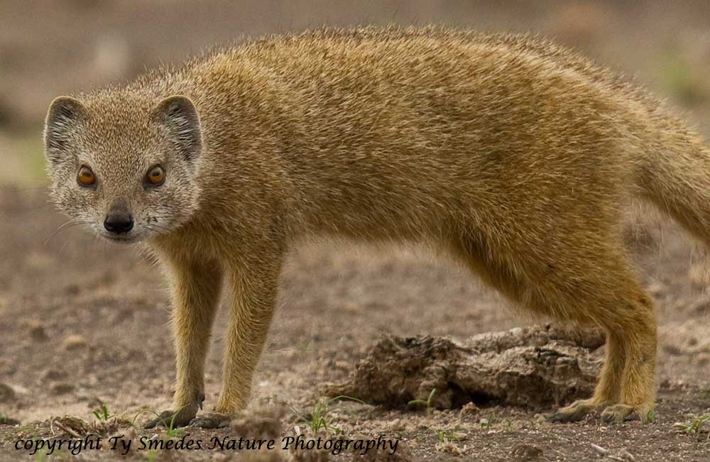 Yellow Mongoose - Kalahari Desert, Botswana