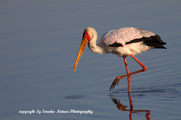 Yellow-billed Stork along Chobe River, Botswana 
