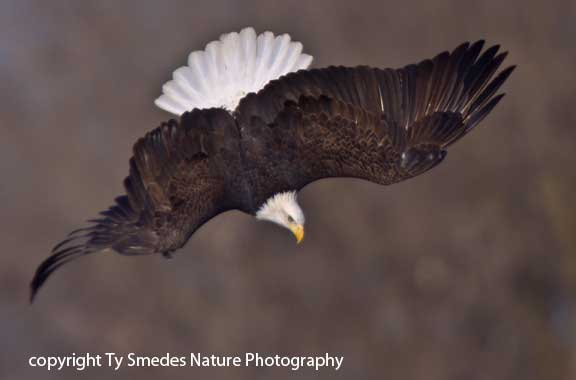 Bald Eagle Diving for fish