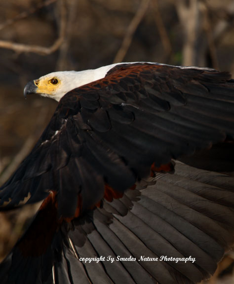 African Fish Eagle, Chobe River, Botswana