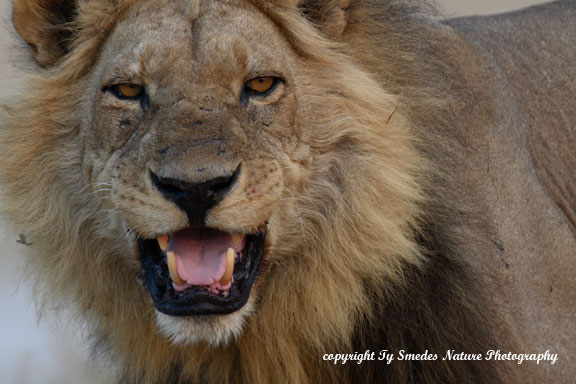 Male Lion (fleming), Chobe National Park, Botswana