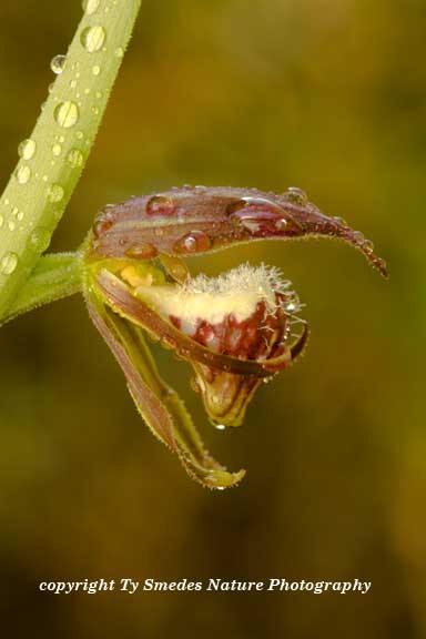 Ramshead Lady's Slipper Orchid in Canada