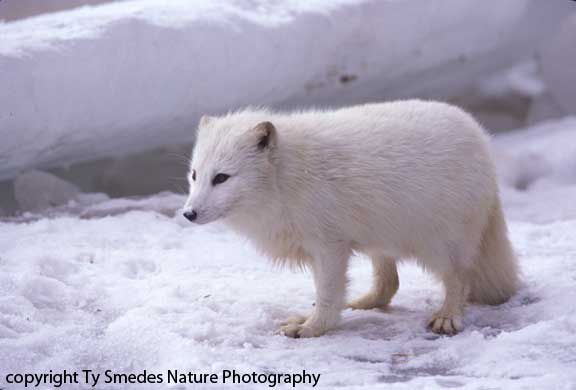 Arctic Fox