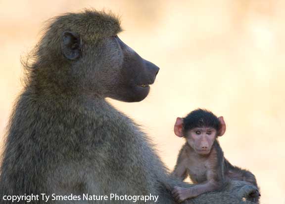 Olive Baboon with youngster, Okavango Delta, Botswana