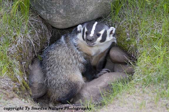 Badger Male at den