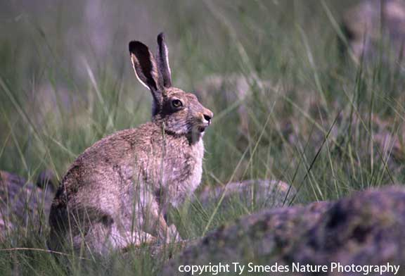 Black-tailed Jackrabbit