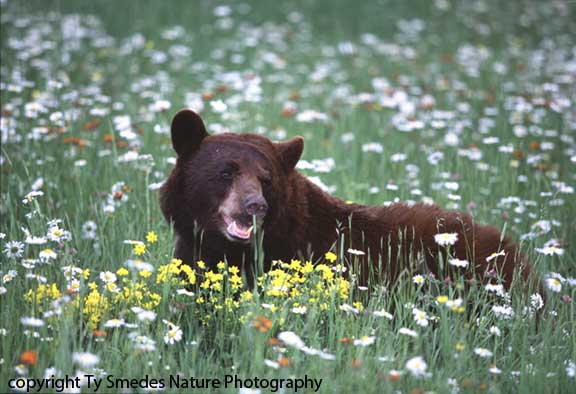 Black Bear