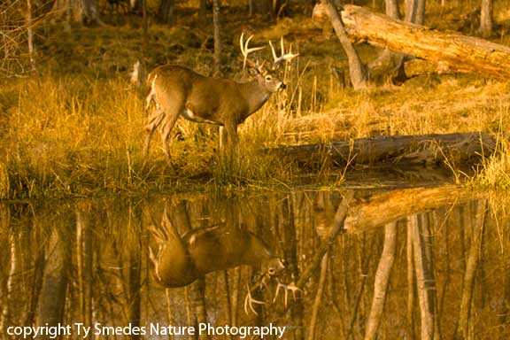 Whitetail Buck reflection