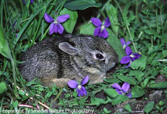 Cotton-tailed Rabbit