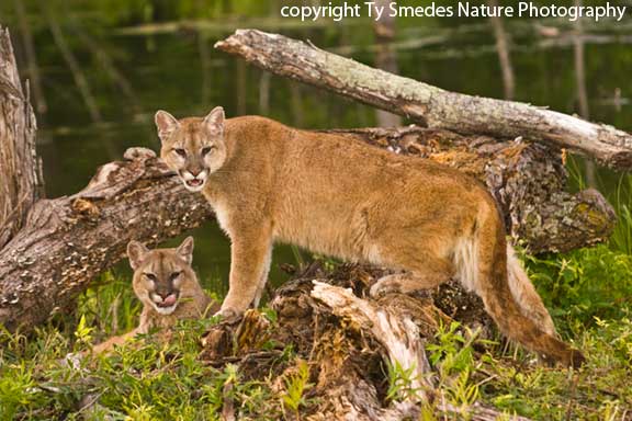 Cougar Pair
