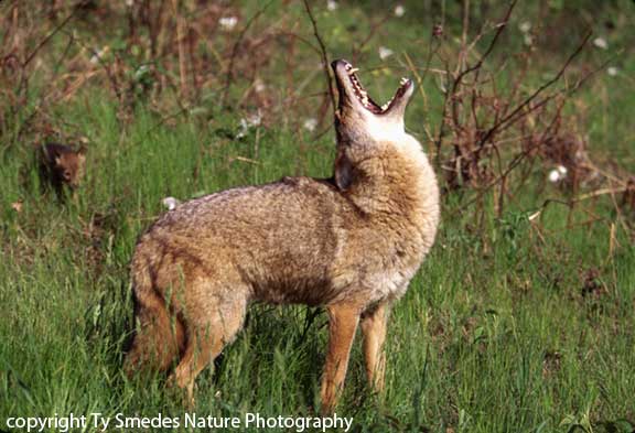 Coyote howling