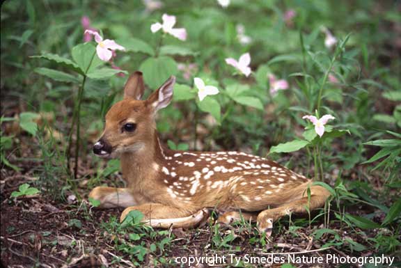 Whitetail Fawn in Trillium