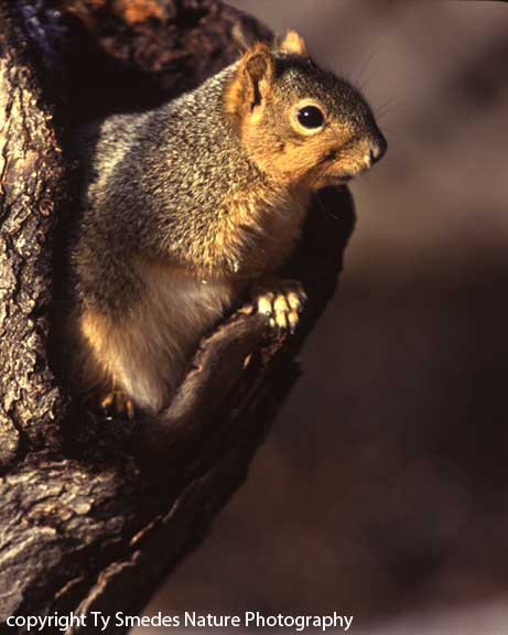 Fox Squirrel