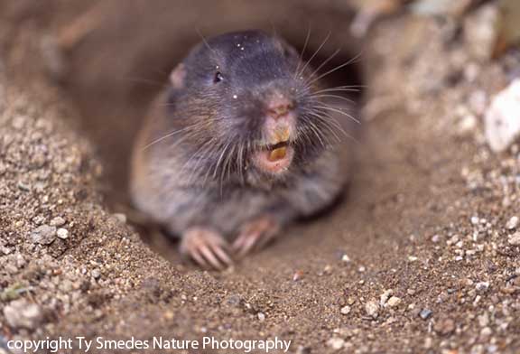 Pocket Gopher