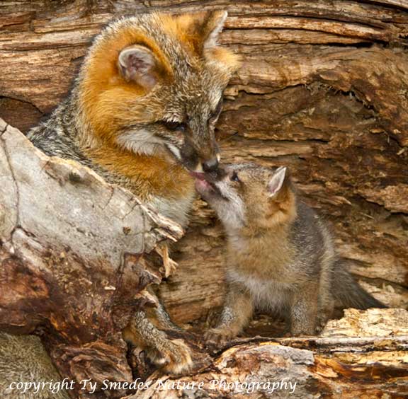 Gray Fox and Kit
