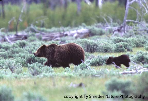 Grizzley and Cub
