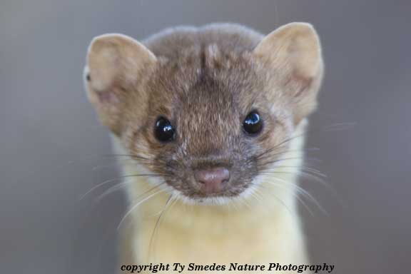 Long-tailed Weasel beneath Loggerhead Shrike nest