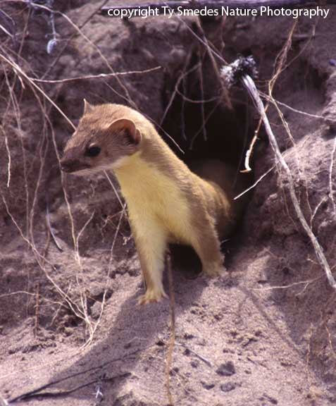 Long-tailed Weasel