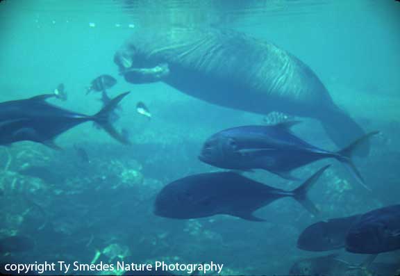Manatee