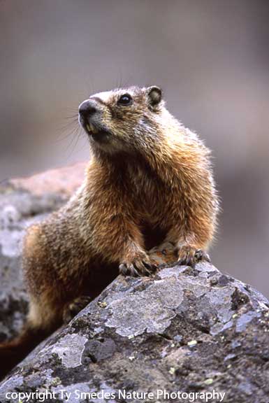 Yellow-bellied Marmot