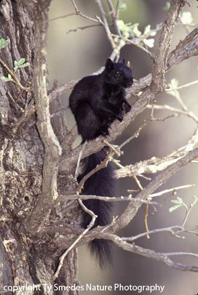 Mellanistic Fox Squirrel
