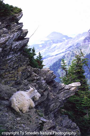 Mountain Goat
