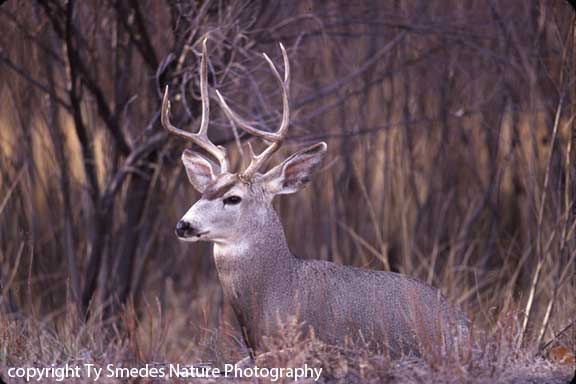 Mule Deer Buck