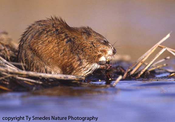 Muskrat