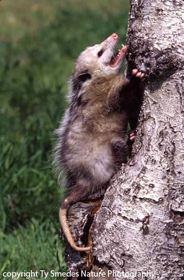 Opossum