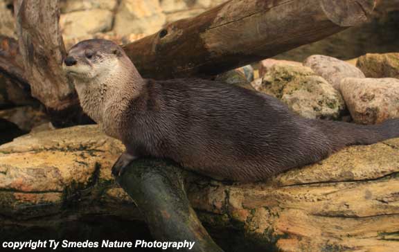 River Otter