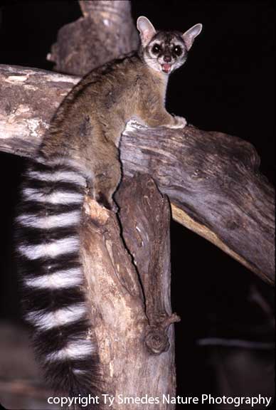Ringtailed Cat