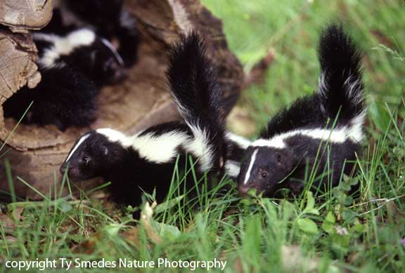 Striped Skunk babies