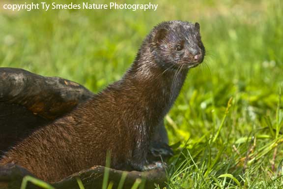 Mink