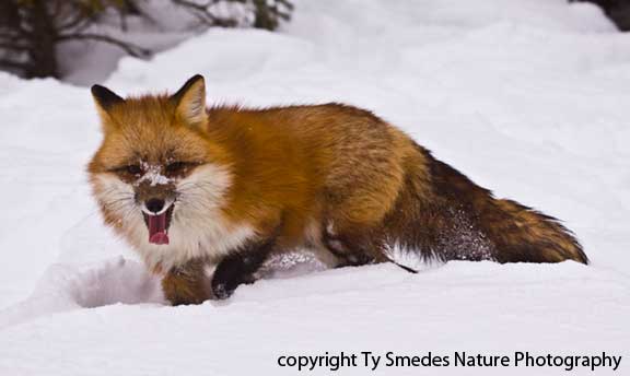 Red Fox in snow