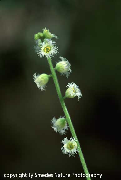 Bishop's Cap