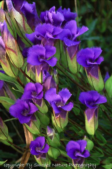 Fringed Gentian in northeast Iowa