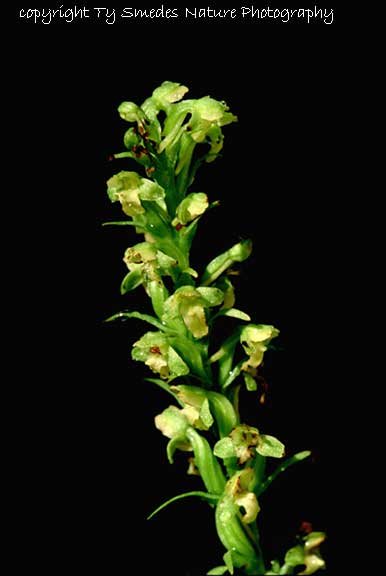 Pale Green Orchid