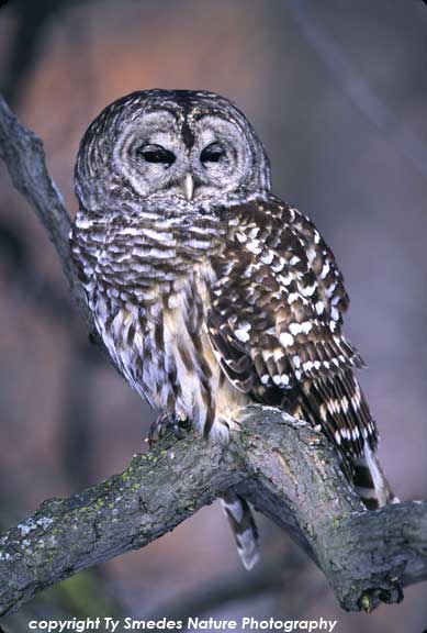 Barred Owl