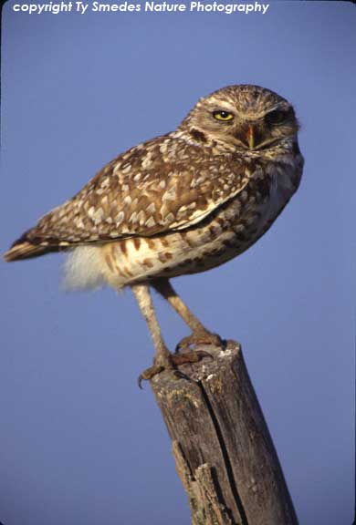 Burrowing Owl