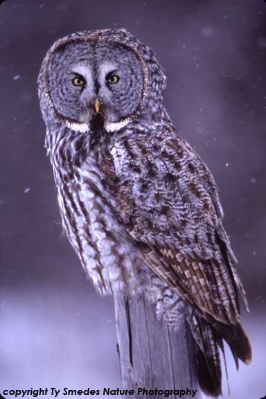 Great Gray Owl in Snow Storm