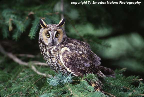 Long Eared Owl