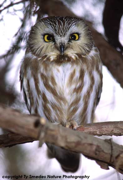Saw-whet Owl